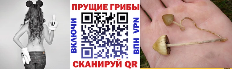 Галлюциногенные грибы MAGIC MUSHROOMS Учалы
